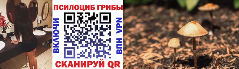 купить   Курск  Псилоцибиновые грибы Cubensis 